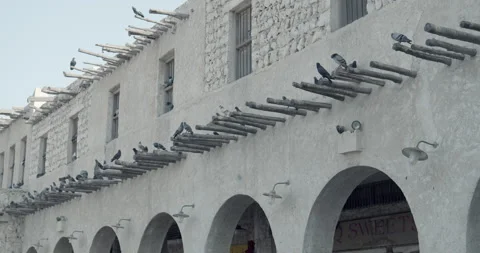 Doha, Qatar - Birds on a wall Video stock 221562624