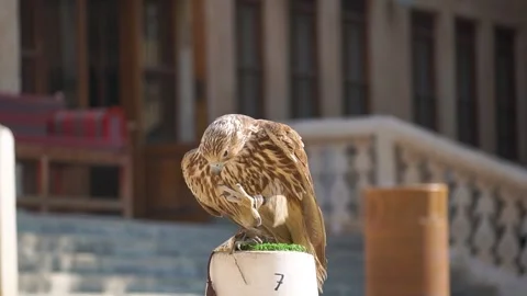 Doha, Qatar: Portrait of a falcon at Katara International Hunting Stock Footage 303908720