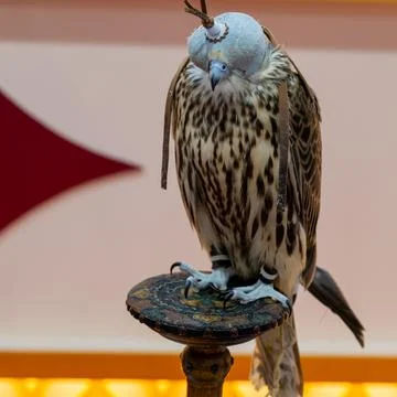 Doha, Qatar. September 12, 2024. The 8th edition of the Katara International Stock Photos
