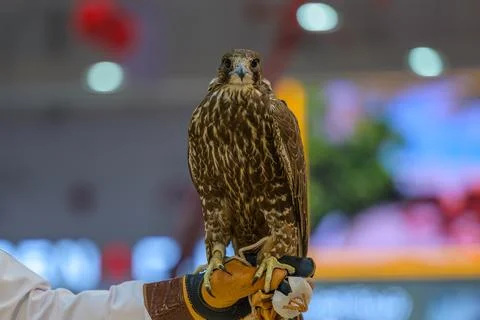 Doha, Qatar. September 12, 2024. The 8th edition of the Katara International Hun Stock Photos