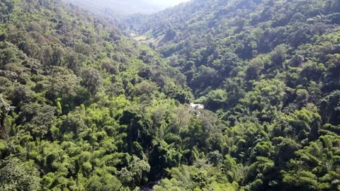 Doi Inthanon Forest Stock Footage 310656155