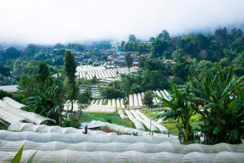 Doi Inthanon Stock Photos