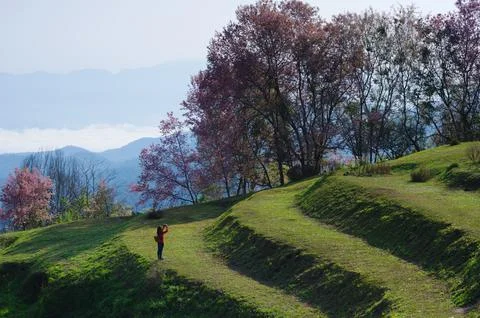 Doi mae taman. Stock Photos