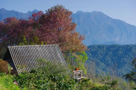 Doi mae taman. Stock Photos