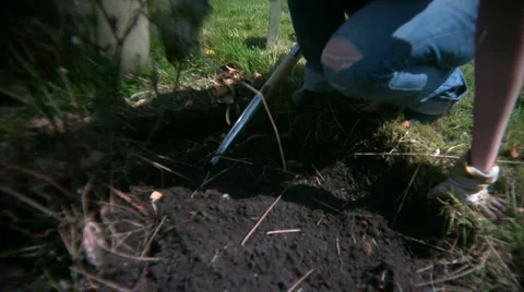 Doing gardening Video stock 888408