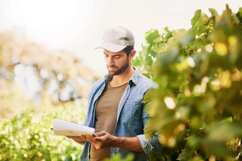 Doing a little admin in the fields. a happy young farmer examining the crops on Stock-Fotos