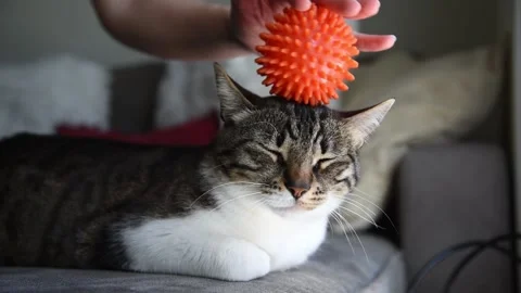 Doing massage to cat Stock Footage 132567513