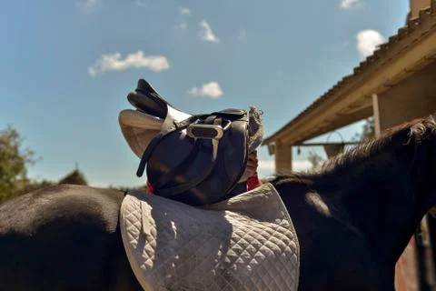 Doing saddle on the back of a horse Stock Photos