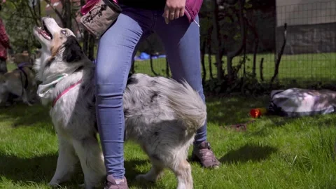 Doing tricks with Australin Shepherd while therapy interventions session Stock Footage 153096588