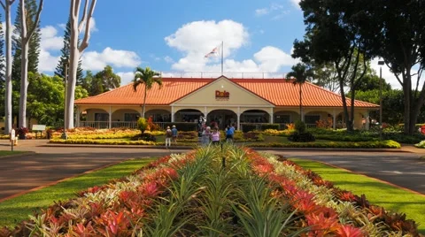 Dole plantation Stock Footage 46909928