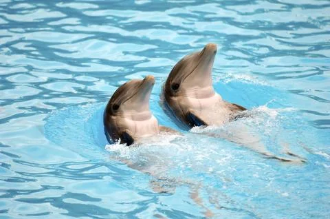 Dolephin race Stock Photos