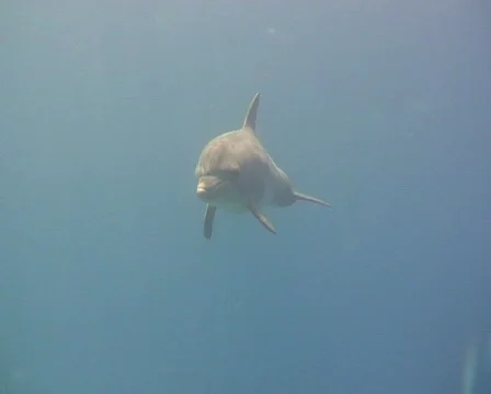 DOLFIN 2 Stock Footage 608296