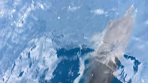 Dolfins in the sea Stock Footage 134849525