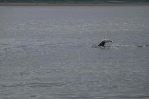 Dolfin's tail Stock Photos