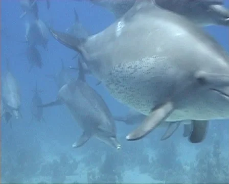Dolhpins passing camera Vídeo Stock 1097835
