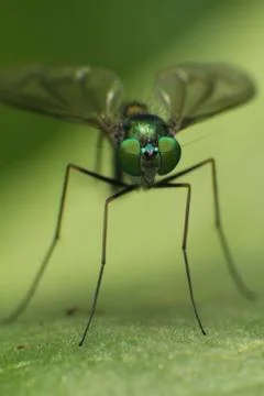 Dolichopodidae fly Stock Photos