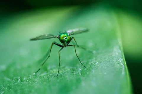 Dolichopodidae on the leaves are small, green body. Stock Photos