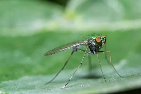 Dolichopodidae Stock Photos