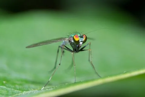 Dolichopodidae Stock Photos
