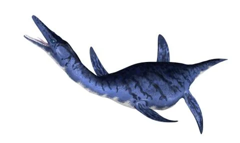 Dolichorhynchops Stock Illustration