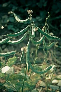 Dolichos lablab Stock Photos