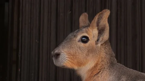 Dolichotis Close-up with a dark background. Stock Footage 134337898