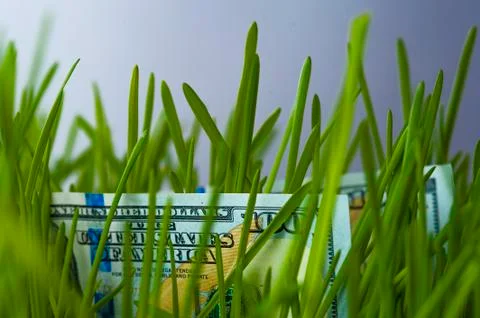 Dollar banknotes in green grass Stock Photos