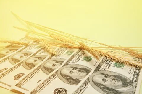 Dollar banknotes with spikelets of wheat Stock Photos