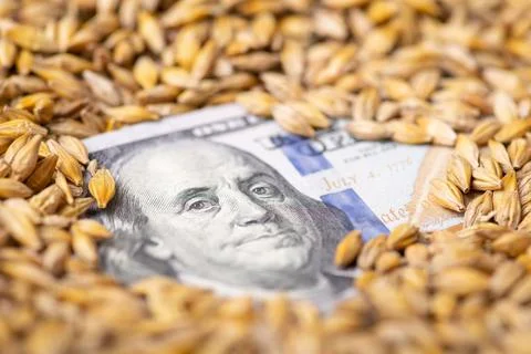 Dollar bill in barley grain Stock Photos