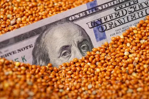 Dollar bill in millet grain Stock Photos