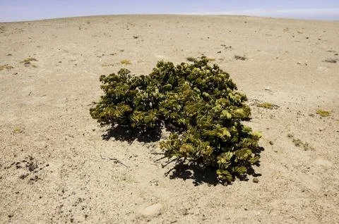 Dollar Bush Stock Photos