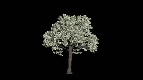 Dollar Currency Tree Timelapse Growing With Leaves Falling, Business Concept Video stock 148464236