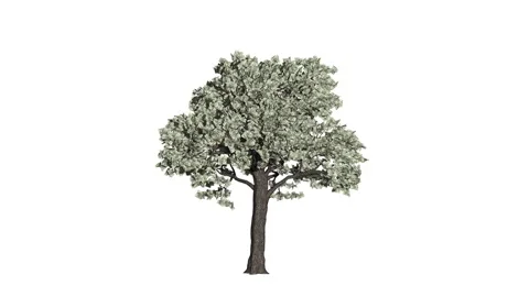 Dollar Currency Tree Timelapse Growing With Leaves Falling, Business Concept Stock Footage 149178376