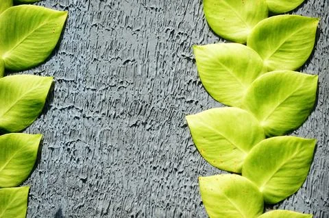 Dollar leaf vines on rough textured gray wall. Stock Photos