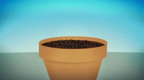 Dollar Plant Stock-Footage 12259860