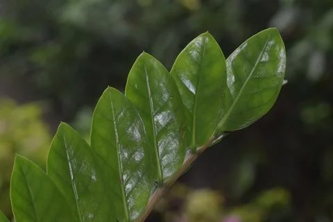 Dollar Plant 스톡 사진