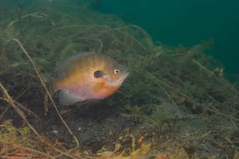 Dollar Sunfish hovering over a spawning bed. Stock Photos