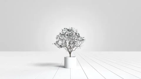 Dollar tree growing in a white pot, Money tree, Growth for trading and investing Stock Footage 249732862