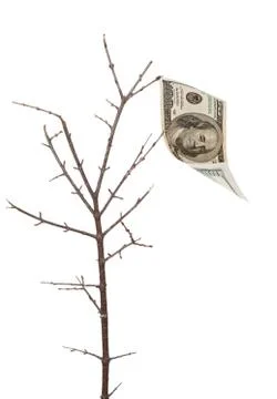 Dollar tree Stock Photos