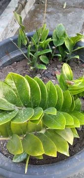 Dollar tree Stock Photos