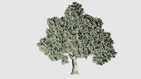 Dollar US tree seemless loop, alpha channel Stock Footage 166600862
