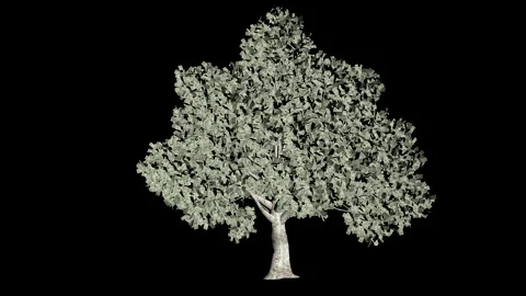 Dollar US tree seemless loop, luma matte Stock-Footage 169579162