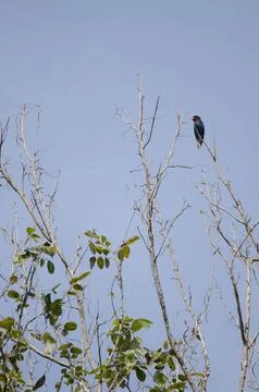 Dollarbird Eurystomus orientalis. Stock Photos