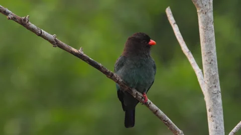 Dollarbird perched on tree branch looking around in forest Stock Footage 344177096