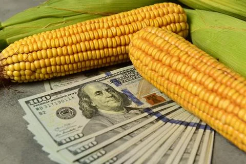 Dollars and corn grains, Concept of grain trade and agricultural business. Stock Photos