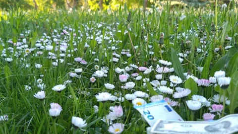 Dollars are falling onto the grass. Vídeo Stock 334957419