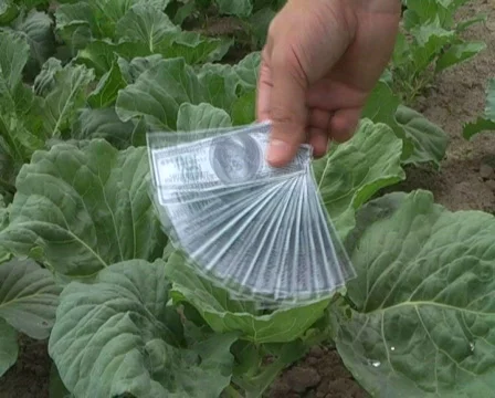 Dollars in the cabbage Stock Footage 355005