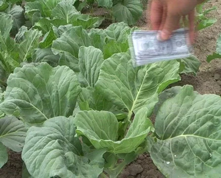 Dollars in the cabbage Stock Footage 355007