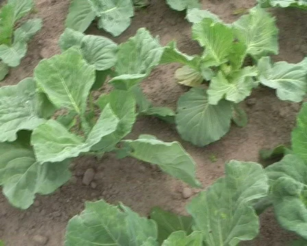 Dollars in the cabbage Stock Footage 355015