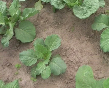 Dollars in the cabbage Stock Footage 355023